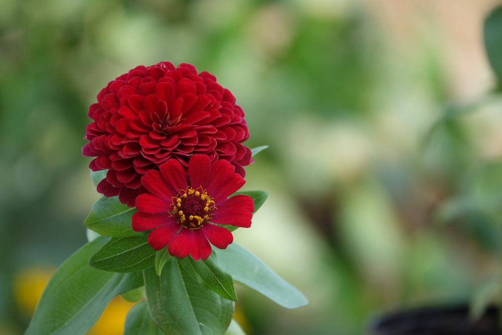Top 10: World’s Most Beautiful Flowers Names