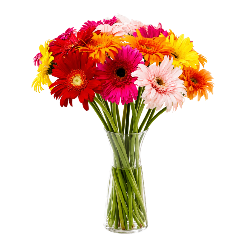 African Daisies