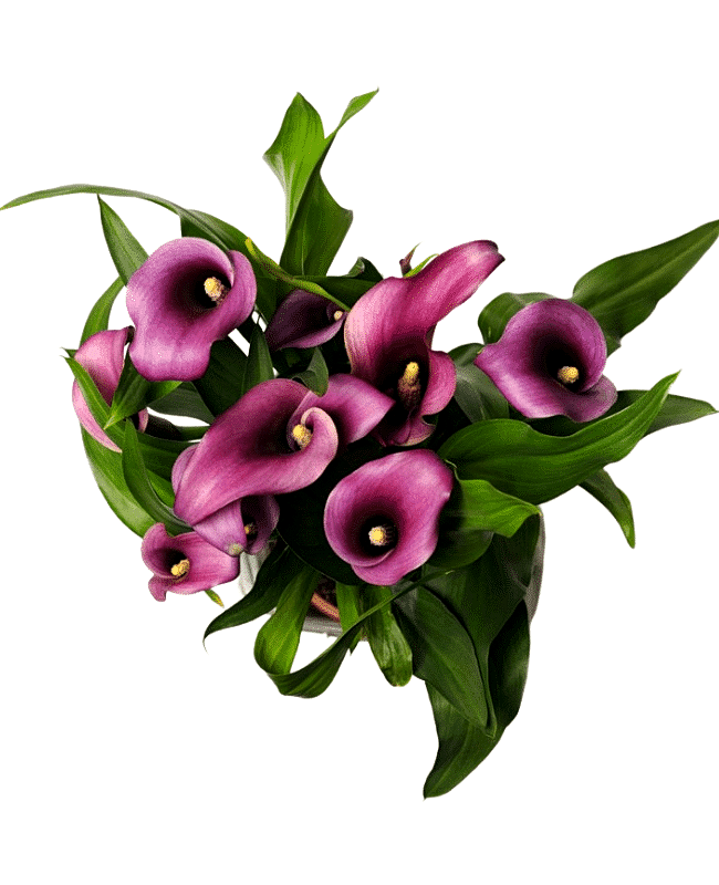 Chic Calla