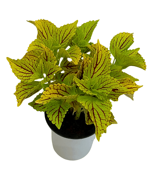 ColorBlaze Coleus