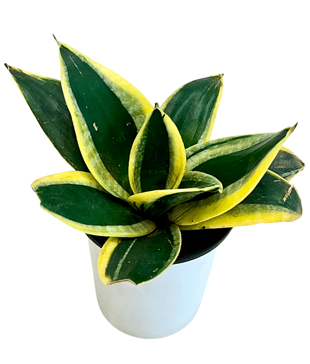 Snake Plant